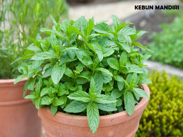 tips menanam daun